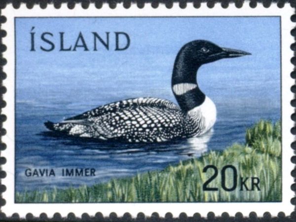 Common Loon (Gavia immer)