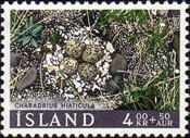 Common Ringed Plover (Charadrius hiaticula) - Nest with Eggs