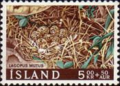 Rock Ptarmigan (Lagopus mutus) - Nest with Eggs