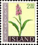 Orchis maculata