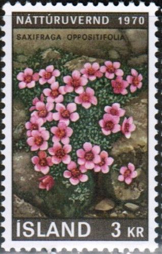 European nature conservation year (Saxifraga oppositifolia)