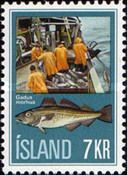 Atlantic Cod (Gadus morhua)
