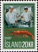 Northern Prawn (Pandalus borealis)