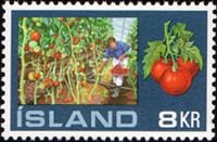 Tomatoes