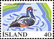 Harlequin Duck (Histrionicus histrionicus)