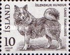 Islandic Dog (Canis lupus familiaris)