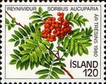 Sorbus aucuparia