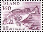 Rose Fish (Sebastes norvegicus)
