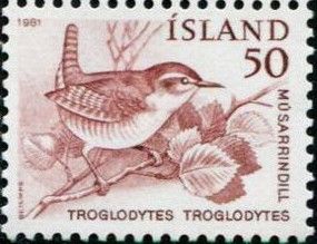 Eurasian Wren (Troglodytes troglodytes)