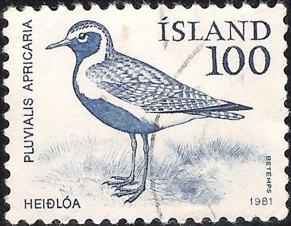 European Golden Plover (Pluvialis apricaria)