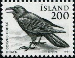 Common Raven (Corvus corax)