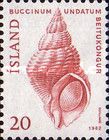 Common Whelk (Buccinum undatum)