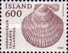 Iceland Scallop (Chlamys islandica)