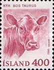 Domestic Cow (Bos primigenius taurus)