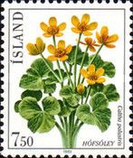Marsh Marigold (Caltha palustris)