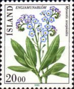 Water Forget-me-not (Myosotis scorpioides)