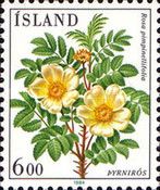 Rosa pimpinellifolia