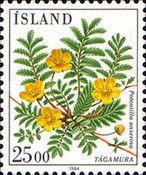 Potentilla anserina