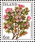 Alpine Azalea - Loiseleuria procumbens