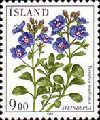 Veronica fruticans