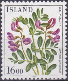 Lathyrus japonicus