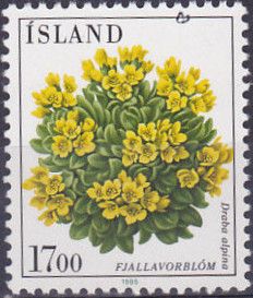 Draba alpina