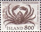 Great Spider Crab (Hyas araneus)