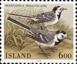 White Wagtail (Motacilla alba)