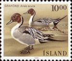 Northern Pintail (Anas acuta)