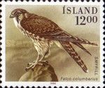 Merlin (Falco columbarius)