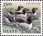 Razorbill (Alca torda)