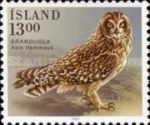Short-eared Owl (Asio flammeus)