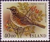Redwing (Turdus iliacus)