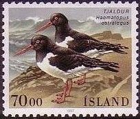 Eurasian Oystercatcher (Haematopus ostralegus)