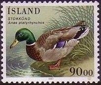 Mallard (Anas platyrhynchos)