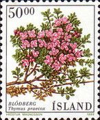 Mother of thyme (Thymus praecox)