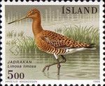 Black-tailed Godwit (Limosa limosa)