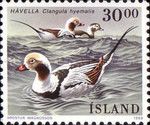 Long-tailed Duck (Clangula hyemalis)