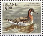 Red-necked Phalarope (Phalaropus lobatus)