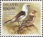 Snow Bunting (Plectrophenax nivalis)