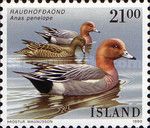 Eurasian Wigeon (Anas penelope)