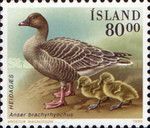 Pink-footed Goose (Anser brachyrhynchus)