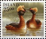 Horned Grebe (Podiceps auritus)