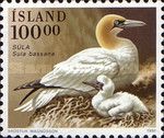 Northern Gannet (Morus bassanus)