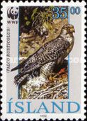 Gyrfalcon (Falco rusticolus)