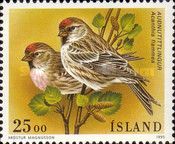 Common Redpoll (Carduelis flammea ssp. islandica)
