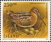 Common Snipe (Gallinago gallinago)