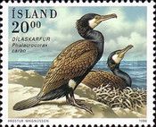 Great Cormorant (Phalacrocorax carbo)