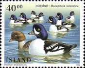 Barrow's Goldeneye (Bucephala islandica)