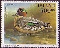 Green-winged Teal (Anas crecca)